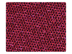 286 Fuchsia Scale